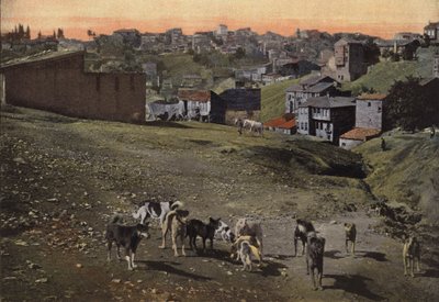 Les chiens à Constantinople - European Photographer